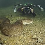 Serem !!! Orang ini berenang bersama Anaconda Raksasa
