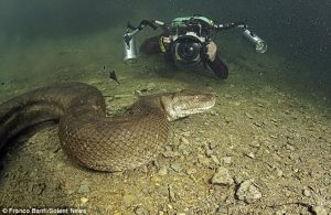 Serem !!! Orang ini berenang bersama Anaconda Raksasa